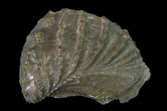 Jurassic Bivalve (Scaphotrigonia) - Bouxwiller, France #139397